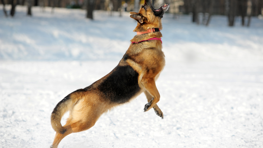 Ett positivt samband är att de hundar som får mycket lek och belöning av sin husse eller matte är de hundar som mår bäst.  Foto: Shutterstock
